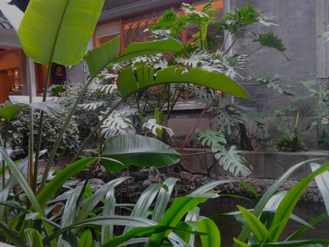 酒楼内的水池绿化好