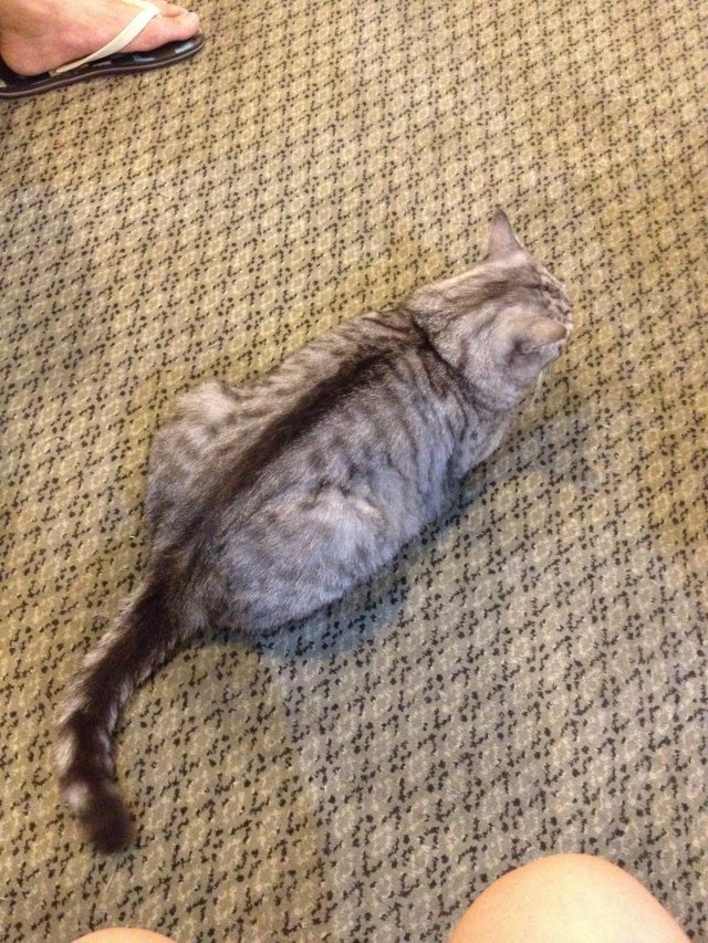 13斤胖猫