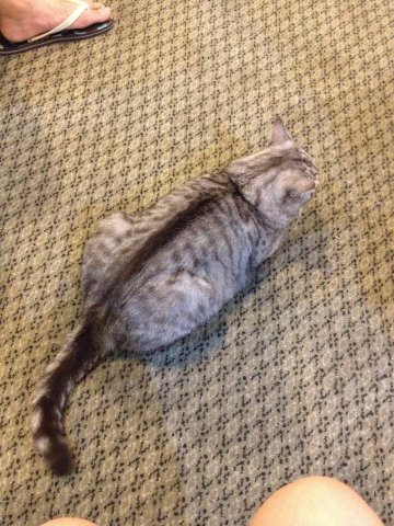 13斤胖猫