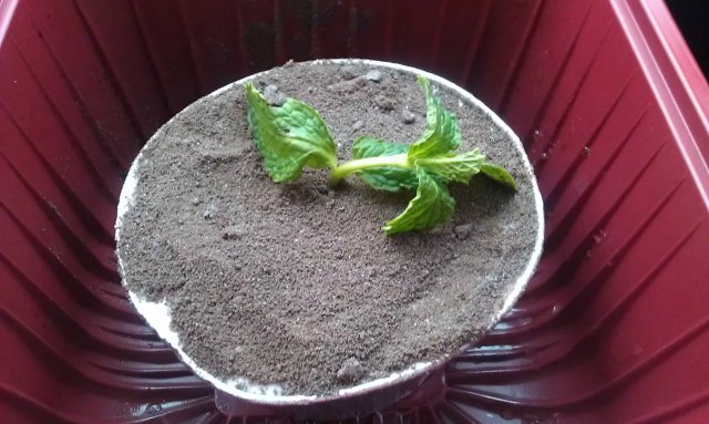 盆栽提拉米苏