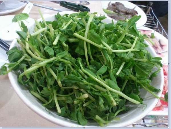 豆苗