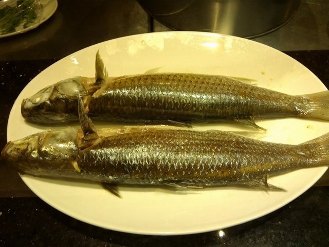 冻乌头