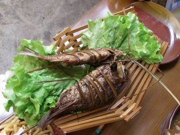 干毛草鱼