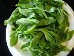 穿心莲