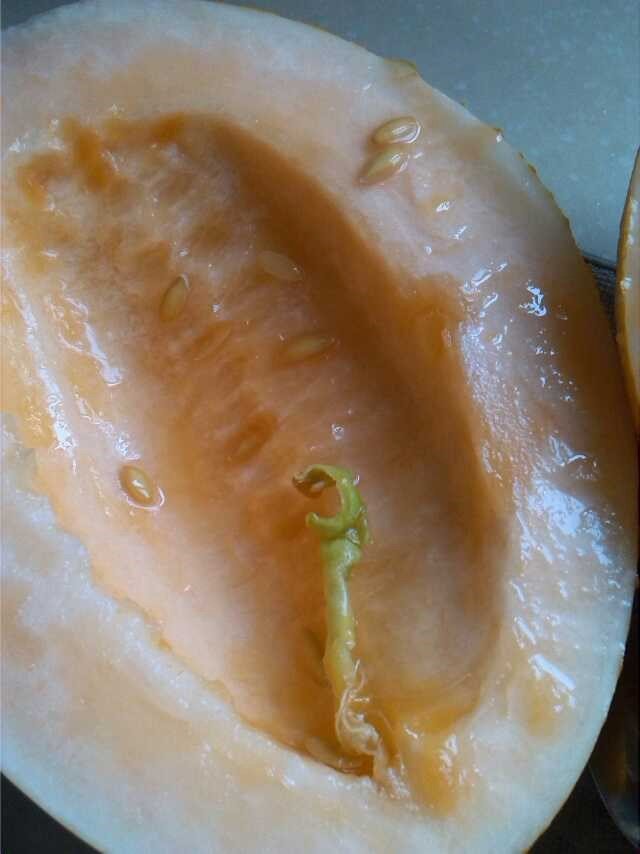 甜瓜