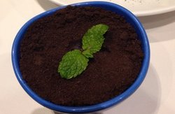 盆栽提拉米苏