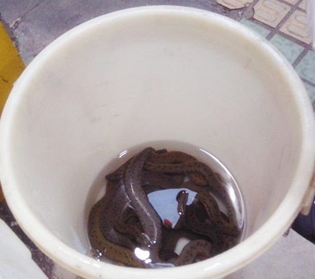 水蛇