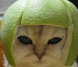 熊猫猫