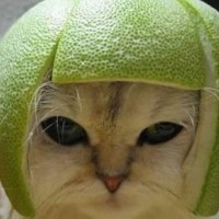 熊猫猫