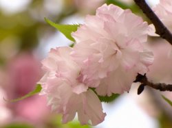 芒芒果果