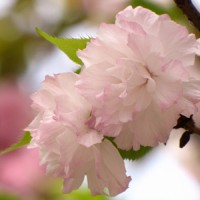 芒芒果果