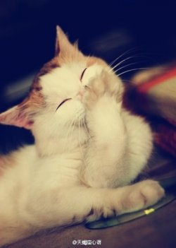 猫猫kelly