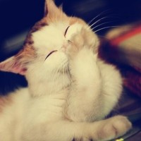 猫猫kelly