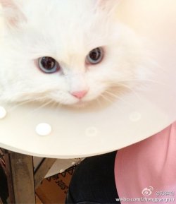 kittyshan123