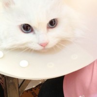 kittyshan123