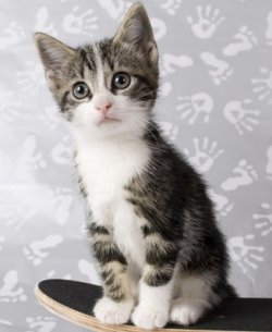 猫星人