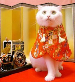 馋猫大厨