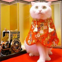 馋猫大厨