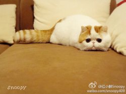 米粒儿