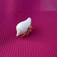 北斗小贝