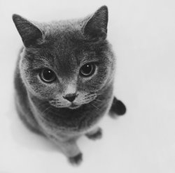 catsknowyou