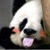 壁虎荡秋千