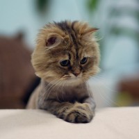 深圳小鱼