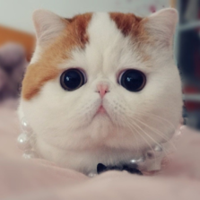 快乐的小燕子