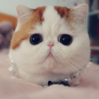 快乐的小燕子